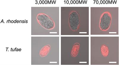 The developmental and structural uniqueness of the embryo of the extremophile viviparous nematode, Tokorhabditis tufae